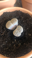Lithops