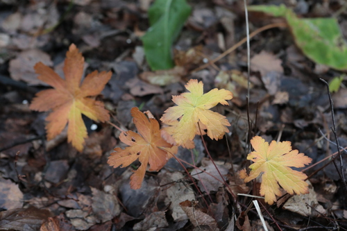 Geranium sylvaticum, 2026-10-25
