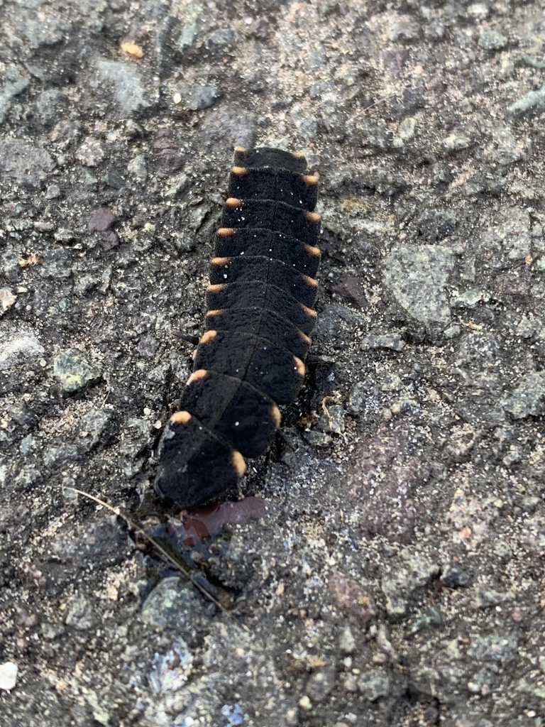 European Glow-worm