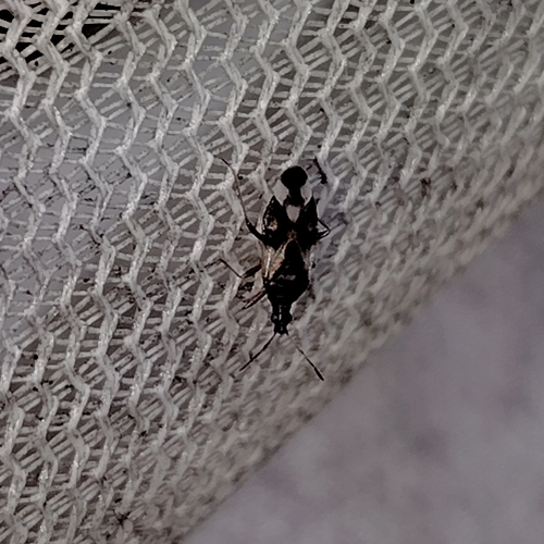 Anthocoris observed 2026-10-25
