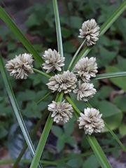 Cyperus luzulae