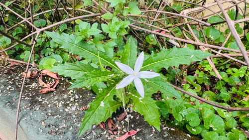 Hippobroma longiflora observed 2026-10-24