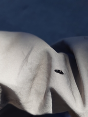 Coprophilus striatulus