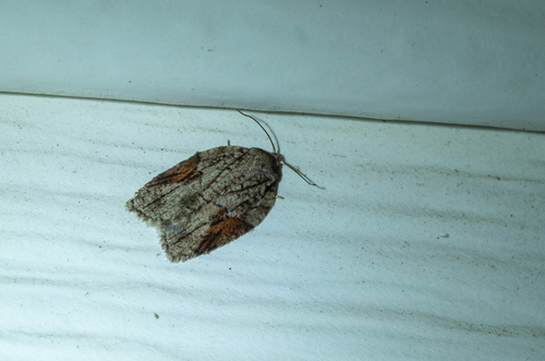 Acleris ptychogrammos photo 2