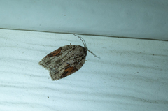 Acleris ptychogrammos