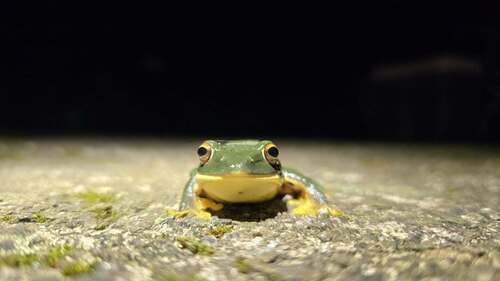 Rhacophorus observed 2026-10-25