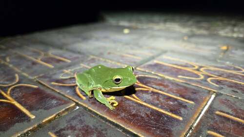 Rhacophorus observed 2026-10-25
