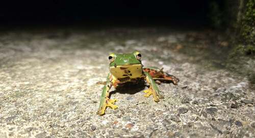 Rhacophorus observed 2026-10-25