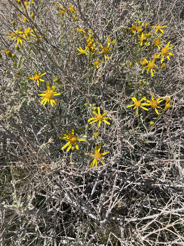 threadleaf groundsel