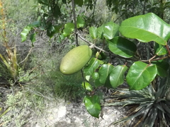 Amphilophium