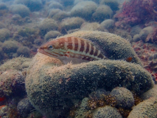 Serranus cabrilla observed 2026-10-25