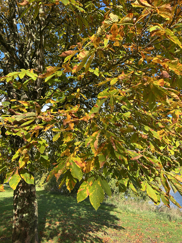Aesculus hippocastanum observed 2026-10-25