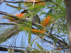 Philemon argenticeps