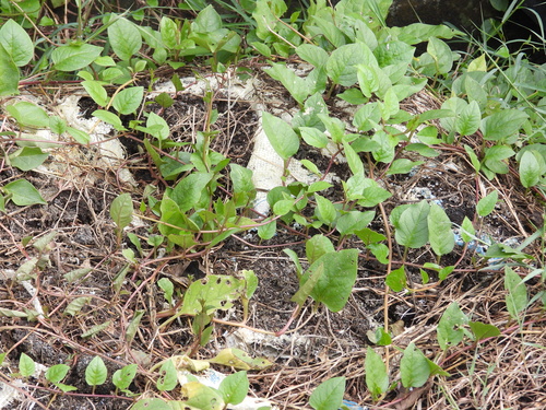 Basella alba observed 2026-10-25