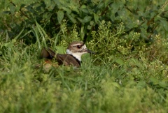 Charadrius vociferus