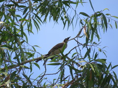 Philemon argenticeps
