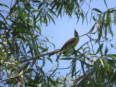 Philemon argenticeps