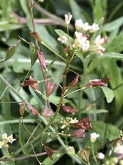 Capsella bursa-pastoris