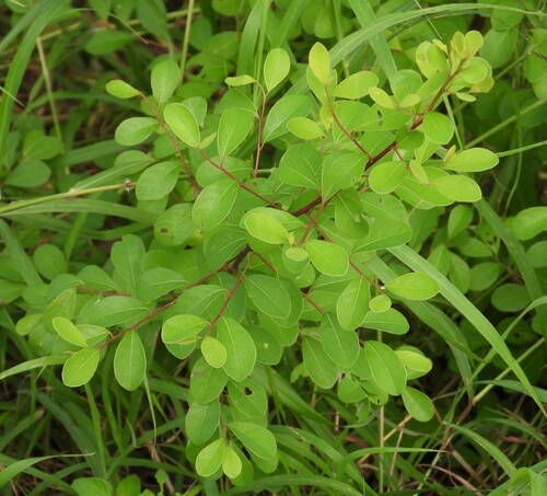 Flueggea virosa observed 2026-10-25