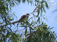 Philemon argenticeps