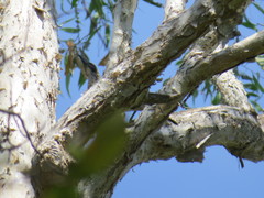 Philemon argenticeps