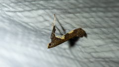 Caloptilia bimaculatella