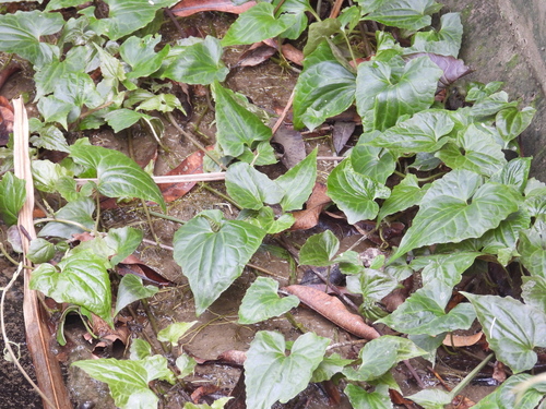 Mikania micrantha observed 2026-10-25