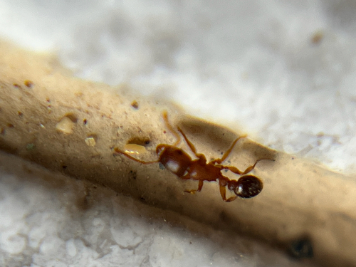 Tetramorium bicarinatum observed 2026-10-25