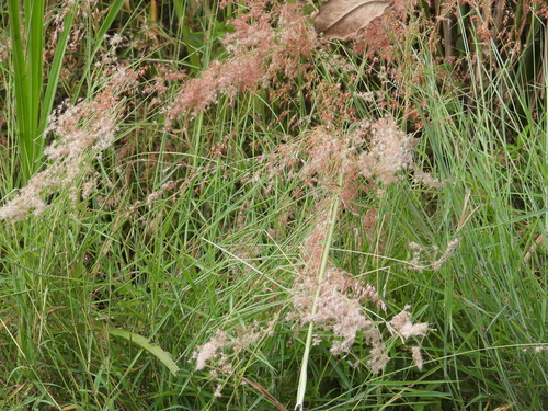 Melinis repens observed 2026-10-25