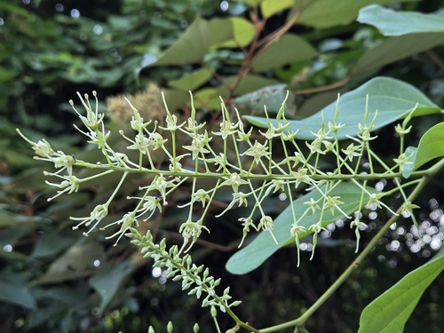 Lasiobema observed 2026-10-24
