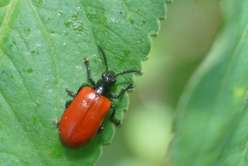 Lilioceris cheni, 2026-10-20