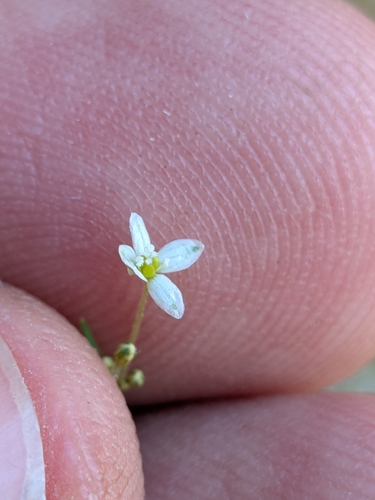 Pharnaceum observed 2026-10-24