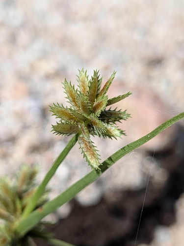 Cyperus squarrosus observed 2026-10-24