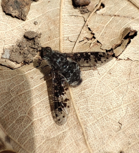 Charcoal Bee Flies