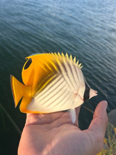 Chaetodon auriga observed 2026-10-25