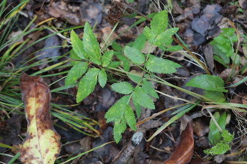 Angelica sylvestris observed 2026-10-25