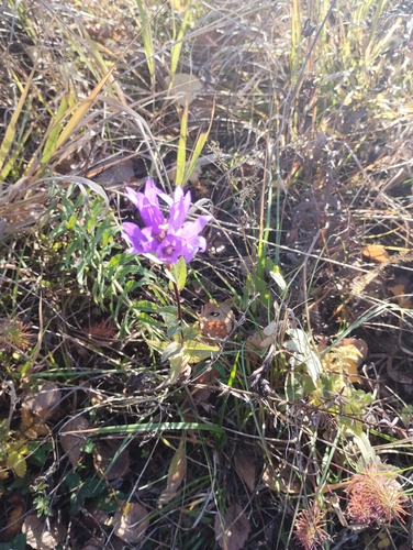 Campanula glomerata, 2026-10-25