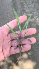 Urochloa platyphylla