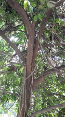 Ficus