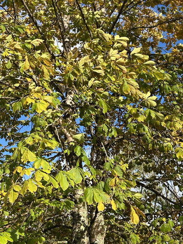 Aesculus hippocastanum observed 2026-10-25