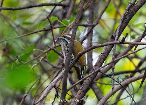 Picumnus innominatus observed 2026-10-25