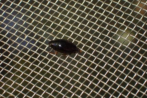 Gyrinus