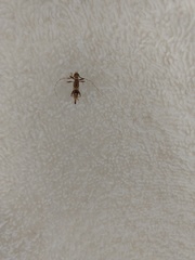 Compsibidion vanum