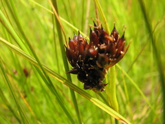 Juncus castaneus leucochlamys