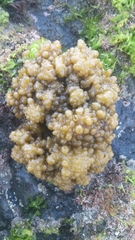 Colpomenia tuberculata