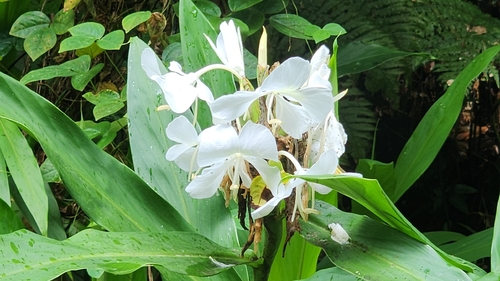 Hedychium coronarium observed 2026-10-25