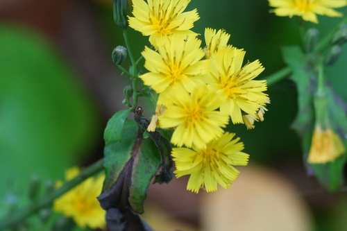 Crepidiastrum denticulatum observed 2026-10-25