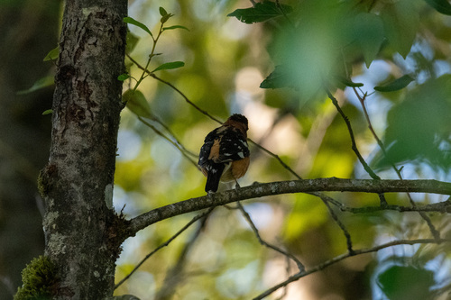Black-headed Grosbeak