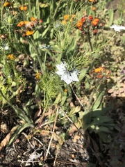 Nigella damascena