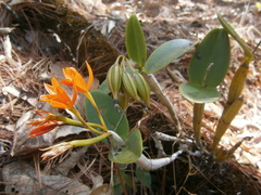Guarianthe aurantiaca